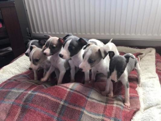 Absolutely stunning Kc Whippets pups available 